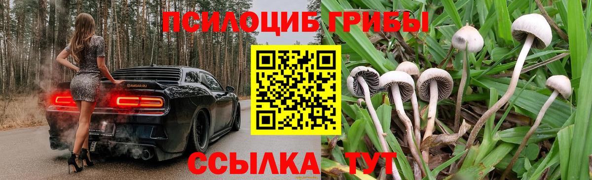 наркотики  Галлюциногенные грибы Cubensis  Вход с VPN  Кизилюрт 