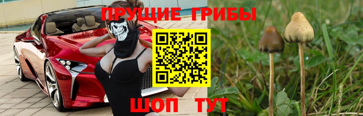 Псилоцибиновые грибы мицелий Кизилюрт
